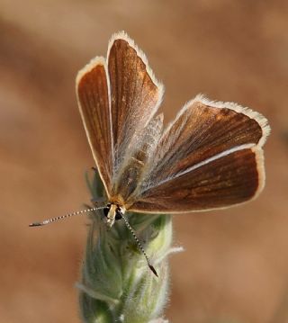 okgzl Anadolu Beyaz (Polyommatus menalcas)