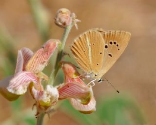 okgzl Anadolu Beyaz (Polyommatus menalcas)