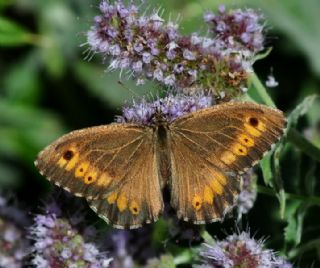 Seyit (Arethusana arethusa)