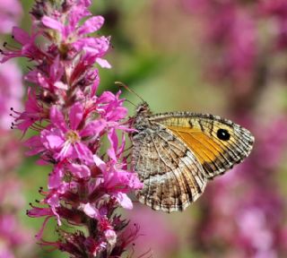 Seyit (Arethusana arethusa)