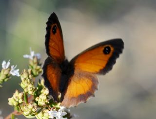 Pironiya (Pyronia tithonus)