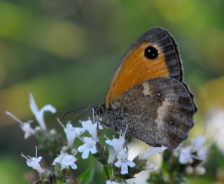 Pironiya (Pyronia tithonus)
