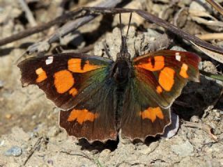 �itlembik Kelebe�i&nbsp;(Libythea&nbsp;celtis)