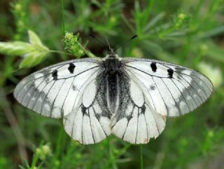 Dumanl Apollo (Parnassius mnemosyne)