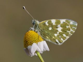 Yeni Beneklimelek (Pontia edusa)
