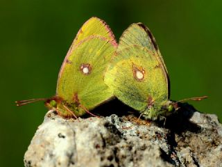 Sar Azamet (Colias croceus)