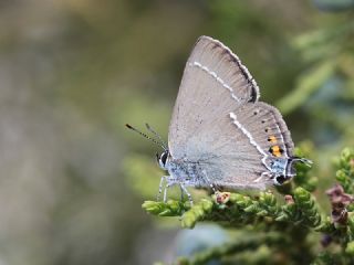 Gzel Sevbeni (Satyrium spini)