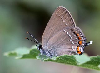 Byk Sevbeni (Satyrium ilicis)