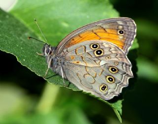 Aa Esmeri (Kirinia roxelana)