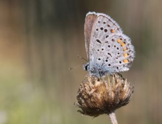 Himalaya Mavisi (Pseudophilotes vicrama)