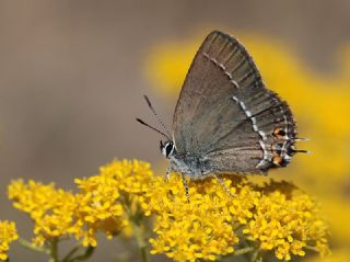 Sevbeni (Satyrium abdominalis)