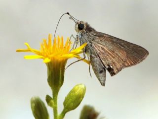 Cce Zpzp (Gegenes pumilio)