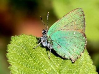 Zmrt (Callophrys rubi)