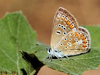 okgzl Meneke Mavisi (Polyommatus thersites)