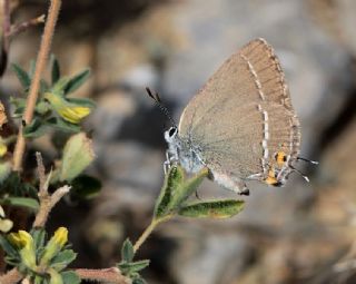 Minik Sevbeni (Satyrium acaciae)