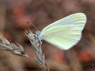 Doulu Narin Orman Beyaz (Leptidea duponcheli)