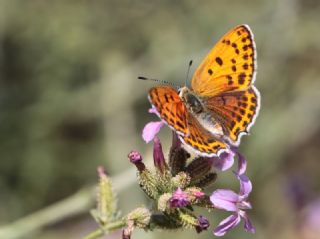 Kk Ate Gzeli (Lycaena thersamon)