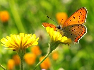 Kk Ate Gzeli (Lycaena thersamon)
