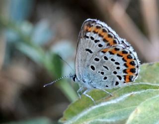 das Mavisi, Esmergz (Plebejus idas)