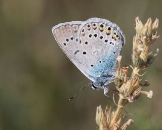okgzl Amanda (Polyommatus amandus)