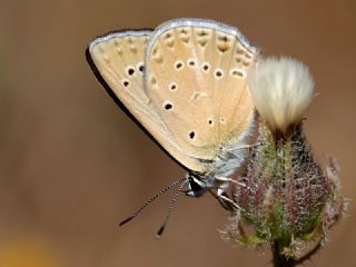 Anormal okgzl (Polyommatus admetus)