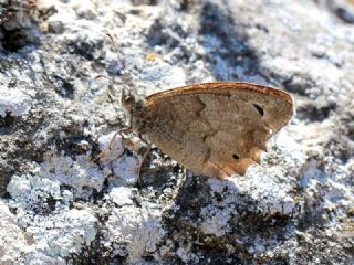 Aa Karamelei (Hipparchia statilinus)