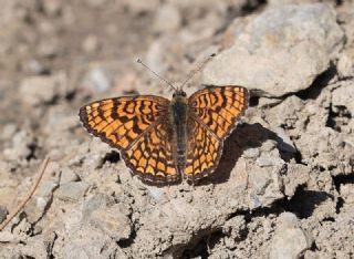 Benekli Byk parhan (Melitaea phoebe)