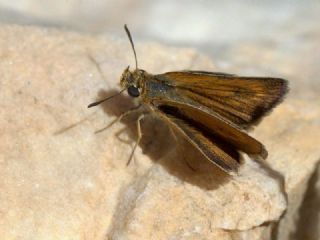 Sar Lekeli Zpzp (Thymelicus acteon)