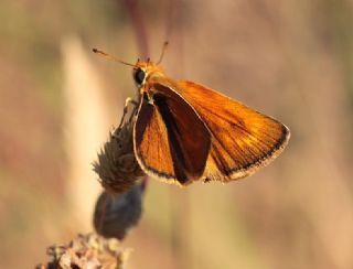 Sar Lekeli Zpzp (Thymelicus acteon)