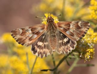 Mermer Zpzp (Carcharodus lavatherae)