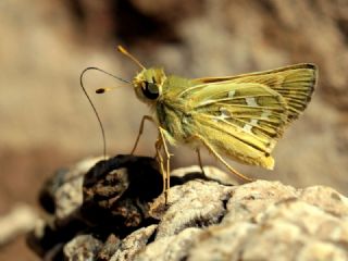 Gm Benekli Zpzp (Hesperia comma)