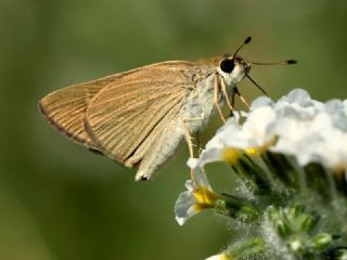 Alsides Zpzp (Eogenes alcides)