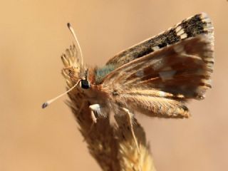 Anadolu Zpzp (Muschampia proteides)