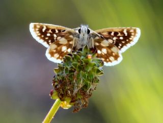 Kzl Zpzp (Spialia orbifer)