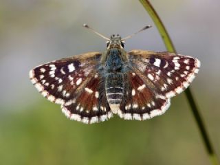 Kzl Zpzp (Spialia orbifer)