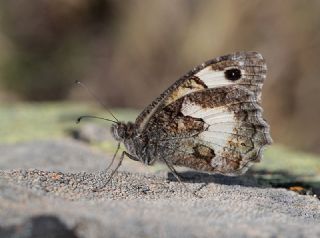 Anadolu Yalanccads (Pseudochazara anthelea)