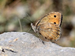 Osmanl Yalanccads (Pseudochazara mamurra)