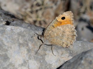 Step Yalanccads (Pseudochazara mniszechii)