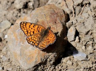 Cezayirli parhan (Melitaea ornata)