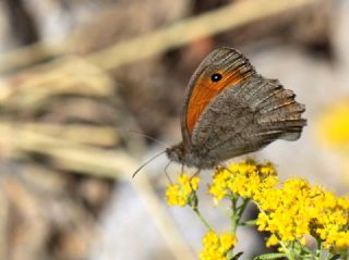 Esmerperi (Hyponephele lupina)