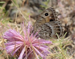 Beyaz Damarl Pirireis (Satyrus amasinus)
