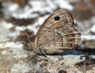 Hametli Pirireis (Satyrus ferulus)