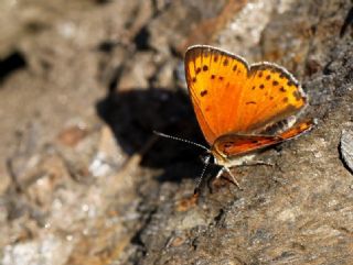 Anadolu Ate Gzeli (Lycaena asabinus)