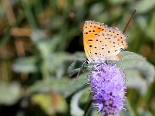 Alev Ategzeli (Lycaena kefersteinii)