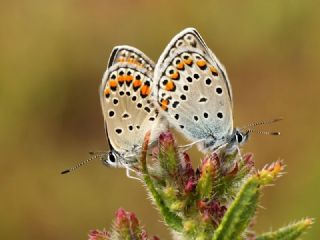 Anadolu Esmergz (Plebejus modicus)