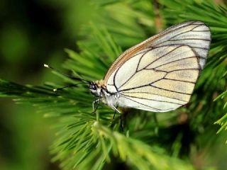 Al Beyaz (Aporia crataegi)