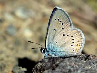 okgzl Gzel Mavi (Polyommatus bellis)