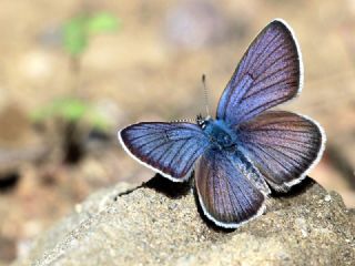 okgzl Gzel Mavi (Polyommatus bellis)