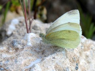 Kk Beyazmelek (Pieris rapae)
