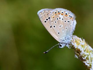 okgzl Kk Turan Mavisi (Polyommatus cornelius)